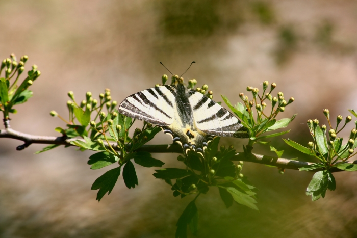 Ninfalidi,pieridi,papilionidi da ID-confermare